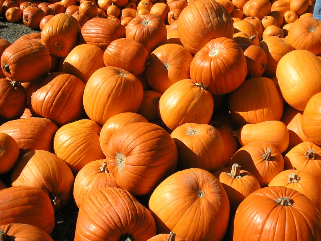 Pumpkins.jpg
